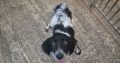 Springer Spaniel Puppies for Sale in Foynes