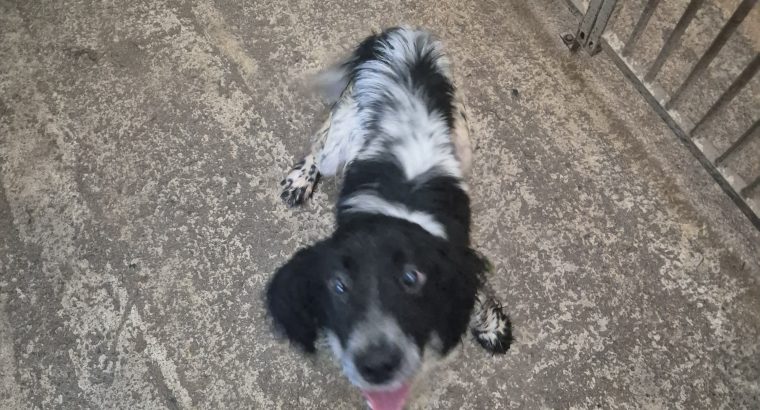 Springer Spaniel Puppies for Sale in Foynes