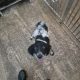 Springer Spaniel Puppies for Sale in Foynes