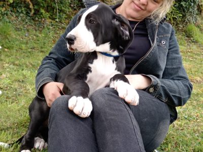 Pedigree IKC Registered Great Dane puppies