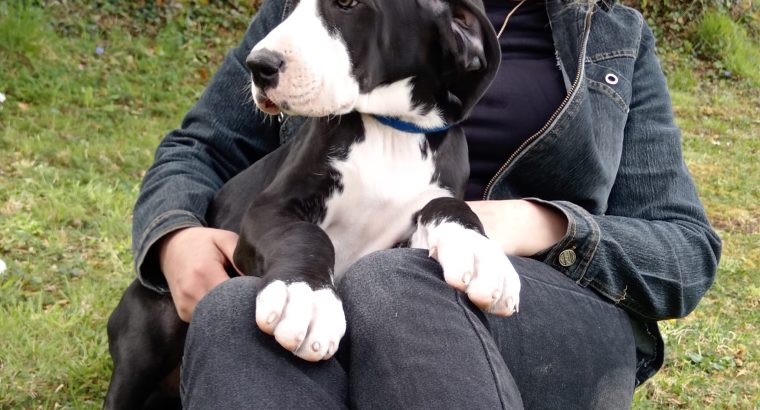 Pedigree IKC Registered Great Dane puppies