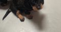 Miniature Dachshund Puppies in Newbridge – IKC