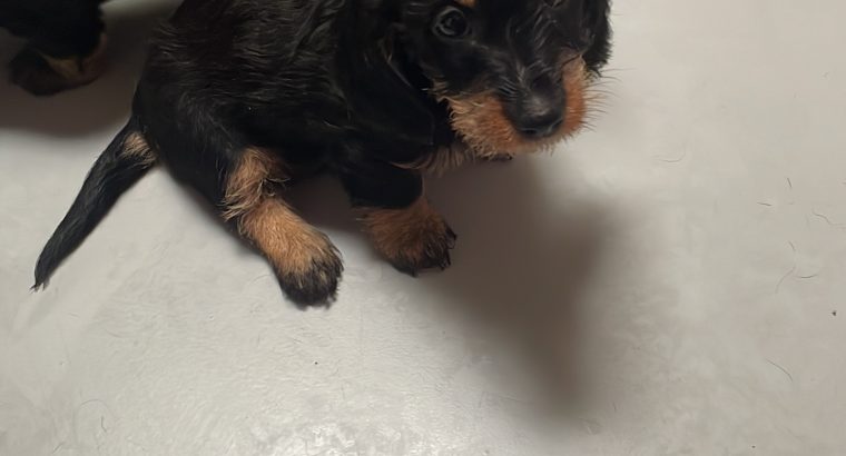 Miniature Dachshund Puppies in Newbridge – IKC