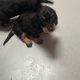 Miniature Dachshund Puppies in Newbridge – IKC