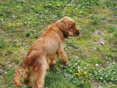 Cocker spaniel for sale