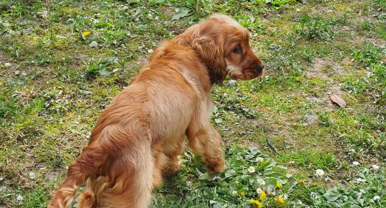 Cocker spaniel for sale