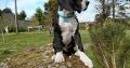 Pedigree IKC Registered Great Dane puppies