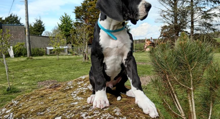 Pedigree IKC Registered Great Dane puppies