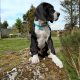 Pedigree IKC Registered Great Dane puppies