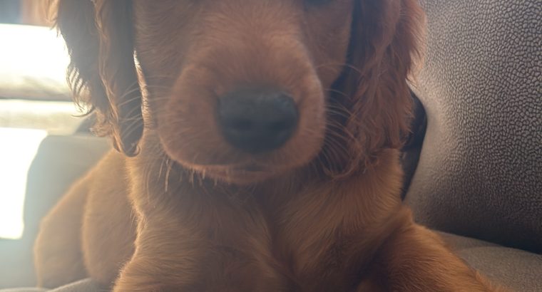 Cocker Spaniel Cross Cavapoo Puppies in Galway