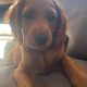 Cocker Spaniel Cross Cavapoo Puppies in Galway