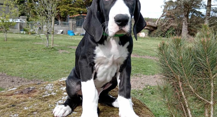Pedigree IKC Registered Great Dane puppies