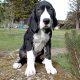 Pedigree IKC Registered Great Dane puppies