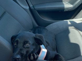 Lab x German puppy