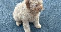 Cavapoo puppy’s