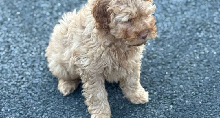 Cavapoo puppy’s