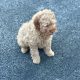 Cavapoo puppy’s