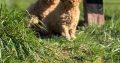 Cavapoo puppy’s