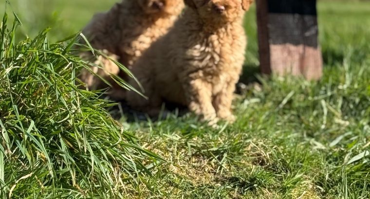 Cavapoo puppy’s