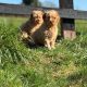Cavapoo puppy’s