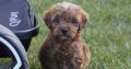 Maltipoo Puppies for Sale in Castlebar