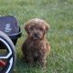 Maltipoo Puppies for Sale in Castlebar