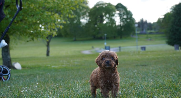 Maltipoo Puppies for Sale in Castlebar