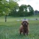 Maltipoo Puppies for Sale in Castlebar