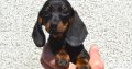 Miniature Dachshund Puppies