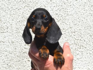 Miniature Dachshund Puppies