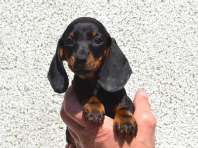 Miniature Dachshund Puppies for Sale in Mayo