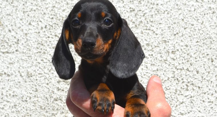 Miniature Dachshund Puppies