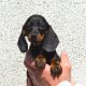 Miniature Dachshund Puppies