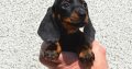 Miniature Dachshund Puppies