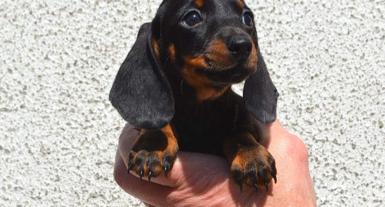 Miniature Dachshund Puppies