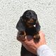 Miniature Dachshund Puppies