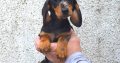 Miniature Dachshund Puppies