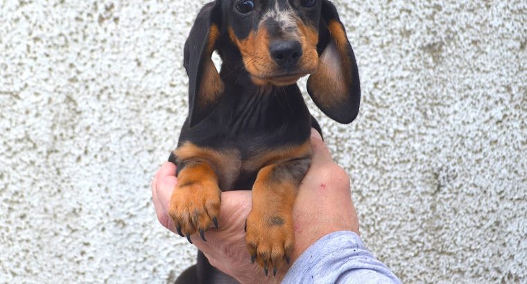Miniature Dachshund Puppies