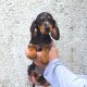 Miniature Dachshund Puppies