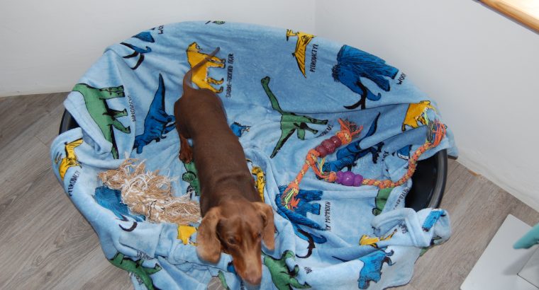 kanichen dachshund in mayo – fci export pedigree