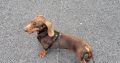 kanichen dachshund in mayo – fci export pedigree