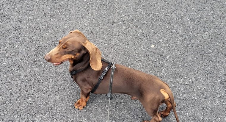 kanichen dachshund in mayo – fci export pedigree
