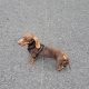 kanichen dachshund in mayo – fci export pedigree