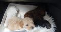 Toy poodle pups