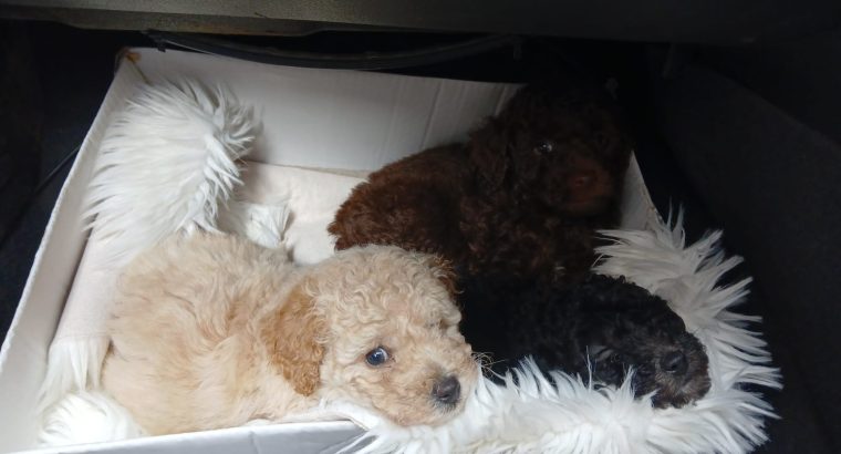 Toy poodle pups