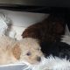 Toy poodle pups