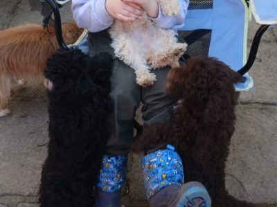 Toy poodle pups