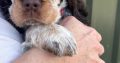 Very Rare, tri color, roan Springer Spaniels