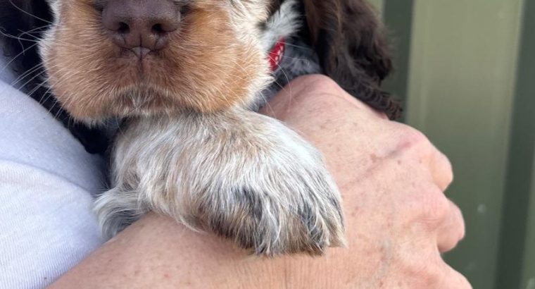 Very Rare, tri color, roan Springer Spaniels