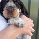 Very Rare, tri color, roan Springer Spaniels